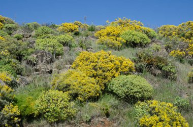Teline microphylla çiçekli çalılık ve Euphorbia regis-jubae. Las Cumbres Koruma Arazisi. Büyük Kanarya. Kanarya Adaları. İspanya.