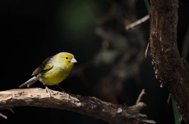 Atlantik kanaryası Serinus kanaryası. Erkek. Nublo Kırsal Parkı. Tejeda. Büyük Kanarya. Kanarya Adaları. İspanya.
