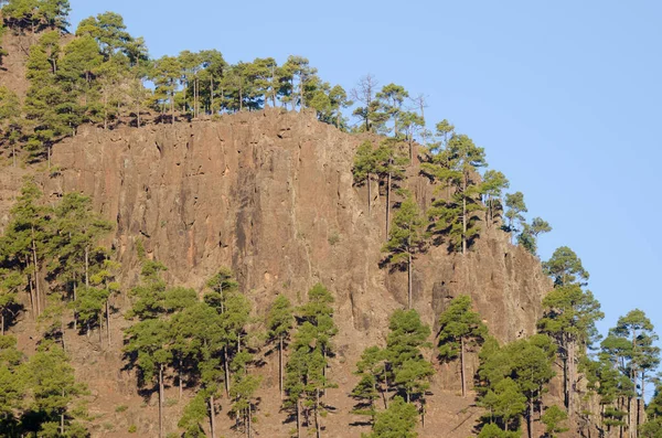 Cliff Forest Canary Island Pine Pinus Canariensis Integral Natural Reserve — 스톡 사진