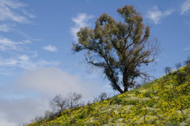 Güney mavi sakızı okaliptüs globulus ve çiçek açmış bitkiler. Las Cumbres Koruma Arazisi. San Mateo 'da. Büyük Kanarya. Kanarya Adaları. İspanya.