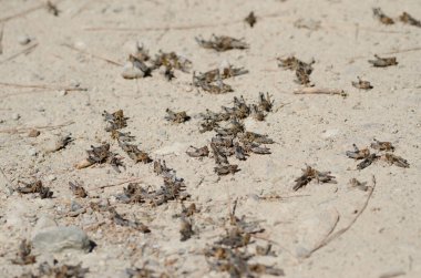 Fas çekirgesi perileri Dociostaurus maroccanus. Cruz de Pajonales. Integral Inagua Doğal Rezervi. Tejeda. Büyük Kanarya. Kanarya Adaları. İspanya.