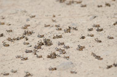 Fas çekirgesi perileri Dociostaurus maroccanus. Cruz de Pajonales. Integral Inagua Doğal Rezervi. Tejeda. Büyük Kanarya. Kanarya Adaları. İspanya.