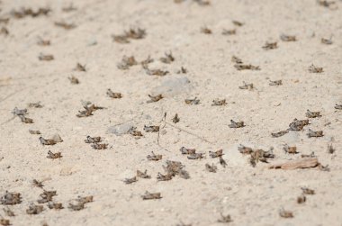 Fas çekirgesi perileri Dociostaurus maroccanus. Cruz de Pajonales. Integral Inagua Doğal Rezervi. Tejeda. Büyük Kanarya. Kanarya Adaları. İspanya.