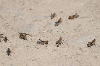 Fas çekirgesi perileri Dociostaurus maroccanus. Cruz de Pajonales. Integral Inagua Doğal Rezervi. Tejeda. Büyük Kanarya. Kanarya Adaları. İspanya.