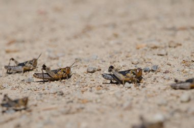 Fas çekirgesi perileri Dociostaurus maroccanus. Cruz de Pajonales. Integral Inagua Doğal Rezervi. Tejeda. Büyük Kanarya. Kanarya Adaları. İspanya.