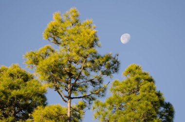 Kanarya Adası Pinus kanaryası ve ay. Integral Inagua Doğal Rezervi. Büyük Kanarya. Kanarya Adaları. İspanya.