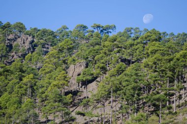 Kanarya Adası Ormanı Pinus kanaryası ve ay. Integral Inagua Doğal Rezervi. Büyük Kanarya. Kanarya Adaları. İspanya.