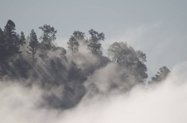 Kanarya Adası Ormanı Pinus kanaryası siste. Alsandara Dağı. Inagua 'nın Doğal Rezervi. Tejeda. Büyük Kanarya. Kanarya Adaları. İspanya.