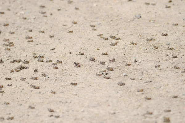 摩洛哥蝗虫Dociop Org Maroccanus的淋巴 Cruz Pajonales Inagua综合自然保护区 泰姬达大加那利亚加那利群岛 西班牙 — 图库照片