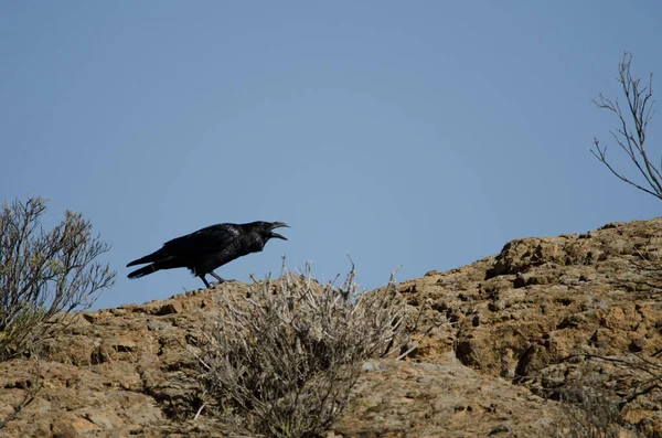 Canary Islands Raven Corvus Corax Canariensis Calling Cruz Pajonales Nublo — Stock Photo, Image