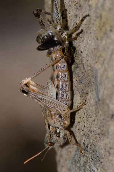 Fas Perisi Çekirge Sürüsü Dociostaurus Maroccanus Deri Değiştirme Sürecinde Pajonales — Stok fotoğraf