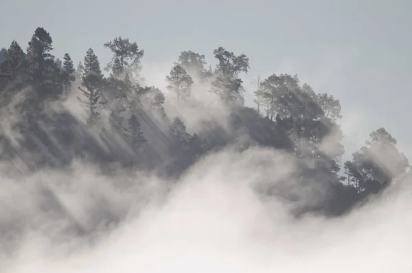 Bosque Pino Canario Pinus Canariensis Niebla Montaña Alsandara Reserva Natural — Foto de Stock