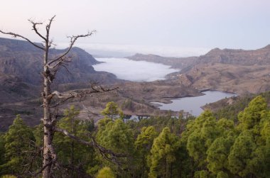 Las Ninas barajı. Nublo Kırsal Parkı. Büyük Kanarya. Kanarya Adaları. İspanya.