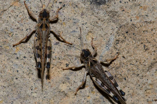 Locuste Marocchine Dociostaurus Maroccanus Cruz Pajonales Riserva Naturale Integrale Dell — Foto Stock