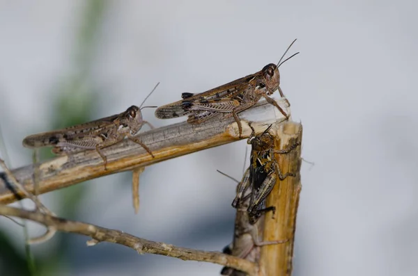 Moroccan Locusts Dociostaurus Maroccanus Дорослі Зверху Німфи Знизу Заповідник Інагуа — стокове фото