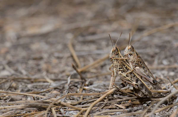 Copula Moroccan Locusts Dociostaurus Maroccanus 크루즈 Natural Reserve Inagua 테제다 — 스톡 사진