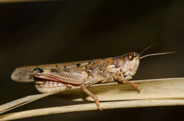 Moroccan Locust Dociostaurus Maroccanus Крус Пайонелс Інтегральний Природний Заповідник Інагуа — стокове фото