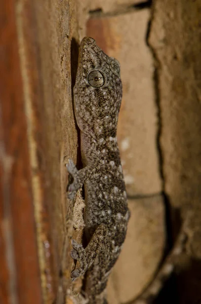 Boettgers Wall Gecko Tarentola Boettgeri Cruz Pajonales Inagua自然保护区 泰姬达大加那利亚加那利群岛 西班牙 — 图库照片