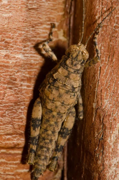 Splendid Rock Grasshopper Arminda Canariensis Cruz Pajonales Integral Natural Reserve — Stock Photo, Image