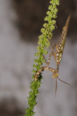 Mısır çiçeği peygamber devesi Blepharopsis mendica. Erkek. Cruz de Pajonales. Integral Inagua Doğal Rezervi. Tejeda. Büyük Kanarya. Kanarya Adaları. İspanya.
