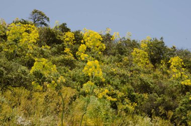 Ferula Linkii ve Kanarya Adası yassı kapsülü Adenocarpus foliolosus çiçek açmış. Cueva Grande. San Mateo 'da. Büyük Kanarya. Kanarya Adaları. İspanya.