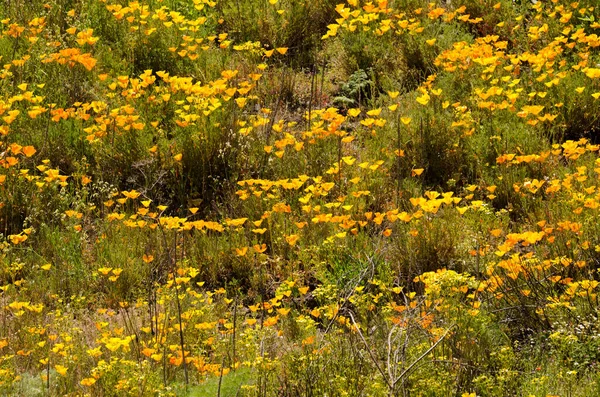 stock image California poppies Eschscholzia californica. Las Cumbres Protected Landscape. Gran Canaria. Canary Islands. Spain.