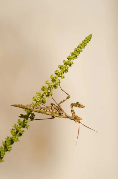 Egyptian Flower Mantis Blepharopsis Mendica Male Cruz Pajonales Integral Natural — Stock Photo, Image