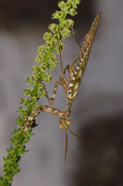 Egyptian Flower Mantis Blepharopsis Mendica Male Cruz Pajonales Integral Natural — Stock Photo, Image