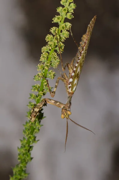 Mantis Flor Egipcia Blepharopsis Mendica Hombre Cruz Pajonales Reserva Natural —  Fotos de Stock