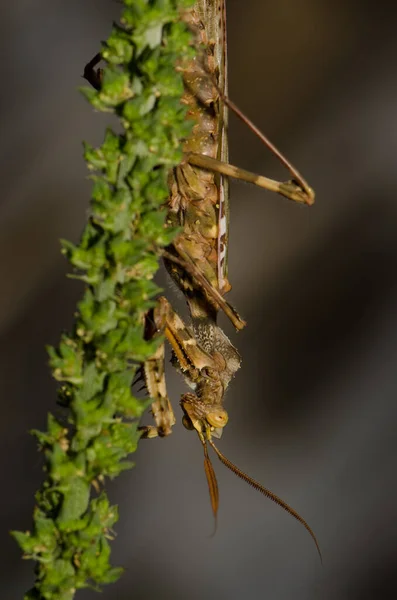 Mantis Floral Egiptean Blefaropsis Mendica Masculin Cruz Pajonales Rezervația Naturală — Fotografie, imagine de stoc