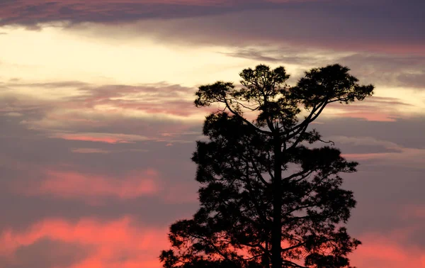 Сосна Канарських Островів Pinus Canariensis Заході Сонця Нюбло Сільський Парк — стокове фото