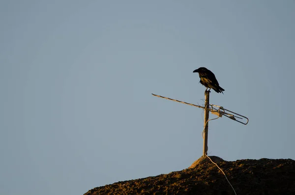 Kanarya Adası Kuzgunu Corvus Corax Canariensis Bir Antene Tünemişti Pajonales — Stok fotoğraf