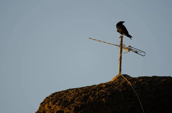 Cuervo Canario Corvus Corax Canariensis Encaramado Una Antena Pajonales Parque —  Fotos de Stock