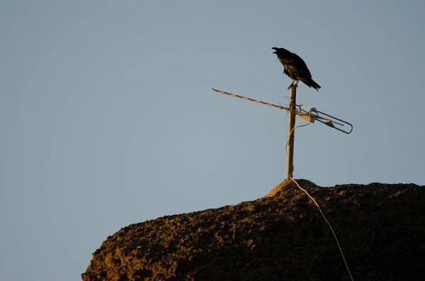 Cuervo Canario Corvus Corax Canariensis Llamando Una Antena Pajonales Parque —  Fotos de Stock