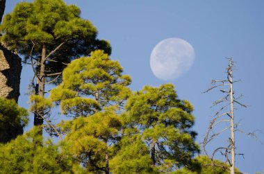 Kanarya Adası Ormanı Pinus kanaryası ve ay. Ojeda Dağı. Integral Inagua Doğal Rezervi. Büyük Kanarya. Kanarya Adaları. İspanya.