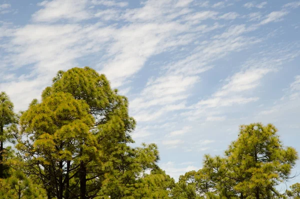 Bos Van Canarische Eilanden Dennenbos Pinus Canariensis Wolkenvorming Integraal Natuurreservaat — Stockfoto