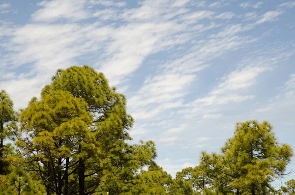 Forest Canary Island Borovice Pinus Canariensis Mraky Formace Integral Natural — Stock fotografie