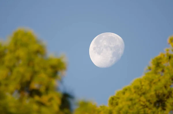 Луна Среди Сосны Канарского Острова Pinus Canariensis Интегральный Природный Заповедник — стоковое фото
