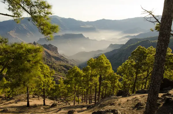 Integral Doğal Rezervi, Mesa del Junquillo ve Mesa de Acusa. Nublo Kırsal Parkı. Büyük Kanarya. Kanarya Adaları. İspanya.