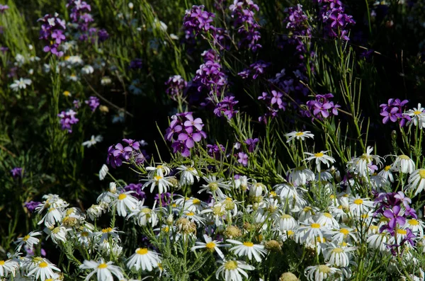 Marguerites Argyranthemum Adauctum Canariense Voorgrond Muurbloemen Erysimum Achtergrond Gran Canaria — Stockfoto