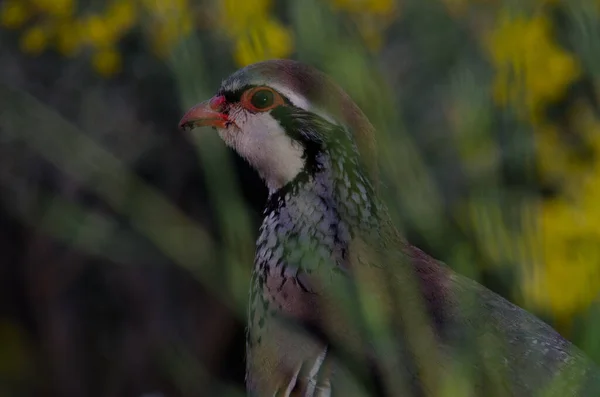 红腿Partridge Alectoris Rufa Nublo农村公园 大加那利亚加那利群岛 西班牙 — 图库照片
