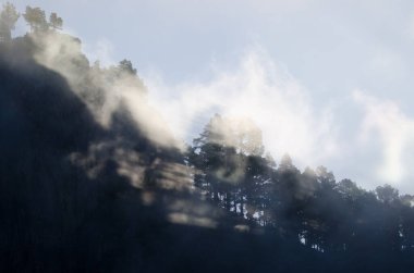 Morro de Pajonales uçurumu ve Kanarya Adası çam çam kanaryası ormanları siste. İnagua. Tejeda. Büyük Kanarya. Kanarya Adaları. İspanya.