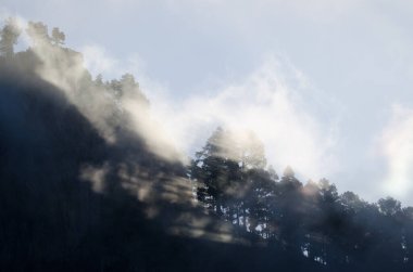 Morro de Pajonales uçurumu ve Kanarya Adası çam çam kanaryası ormanları siste. İnagua. Tejeda. Büyük Kanarya. Kanarya Adaları. İspanya.