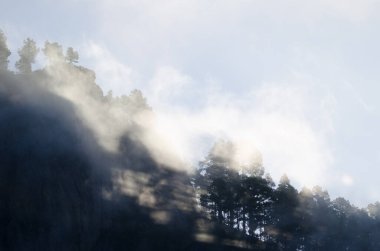 Morro de Pajonales uçurumu ve Kanarya Adası çam çam kanaryası ormanları siste. İnagua. Tejeda. Büyük Kanarya. Kanarya Adaları. İspanya.
