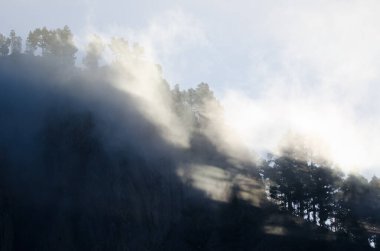 Morro de Pajonales uçurumu ve Kanarya Adası çam çam kanaryası ormanları siste. İnagua. Tejeda. Büyük Kanarya. Kanarya Adaları. İspanya.