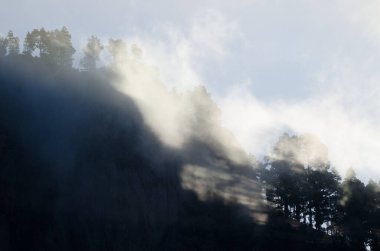 Morro de Pajonales uçurumu ve Kanarya Adası çam çam kanaryası ormanları siste. İnagua. Tejeda. Büyük Kanarya. Kanarya Adaları. İspanya.