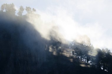 Morro de Pajonales uçurumu ve Kanarya Adası çam çam kanaryası ormanları siste. İnagua. Tejeda. Büyük Kanarya. Kanarya Adaları. İspanya.