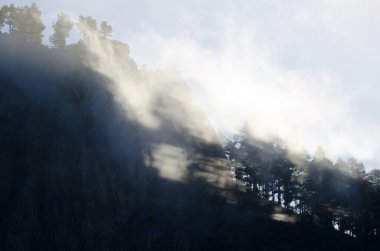 Morro de Pajonales uçurumu ve Kanarya Adası çam çam kanaryası ormanları siste. İnagua. Tejeda. Büyük Kanarya. Kanarya Adaları. İspanya.