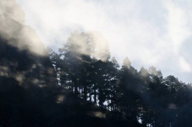 Morro de Pajonales uçurumu ve Kanarya Adası çam çam kanaryası ormanları siste. İnagua. Tejeda. Büyük Kanarya. Kanarya Adaları. İspanya.