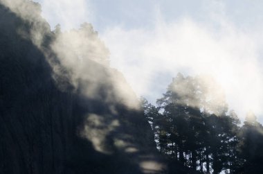 Morro de Pajonales uçurumu ve Kanarya Adası çam çam kanaryası ormanları siste. İnagua. Tejeda. Büyük Kanarya. Kanarya Adaları. İspanya.